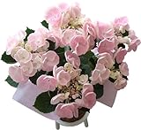 【09母の日】紫陽花カメレオン(アジサイ)