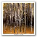 Tree Forms Study by Robert Striffolino 36"x36" Art Print Poster