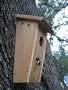 Lone Star Bluebird House