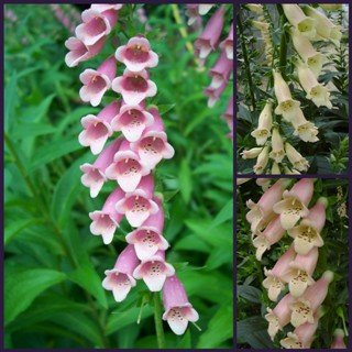 Digitalis Foxy Perennial Collection - 3 varieties / 6 Plants