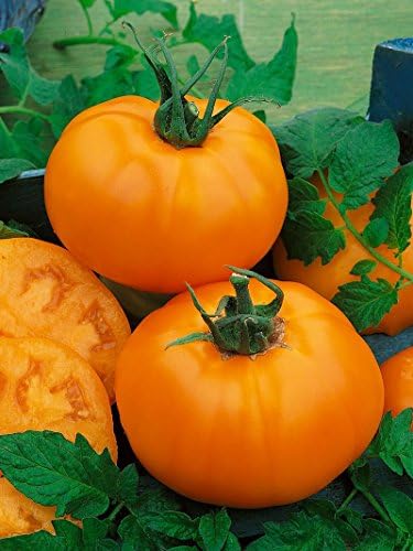 Chef's Choice Orange Hybrid F1 Tomato ~25 seeds