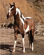 Pinto Horse by Mountain Art Print POSTER lithograph - 13x19