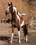 Pinto Horse by Mountain Art Print POSTER lithograph - 13x19