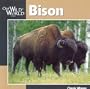 Bison (Our Wild World)
