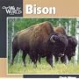 Bison (Our Wild World)