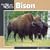 Bison (Our Wild World)
