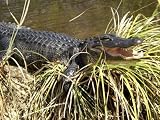 Alligator, a Threatened Species, Beside a Waterway in Everglades National Park, Florida Photographic Poster Print, 16x12