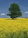 Single Tree in a Field of Oil Seed Rape in Flower Near Pontivy in Brittany, France, Europe Photographic Poster Print by Michael Busselle, 24x32