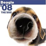 Beagle 2008 Square Wall Calendar