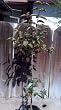 Maru Persimmon Tree Five Gallon Plant