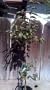 Maru Persimmon Tree Five Gallon Plant