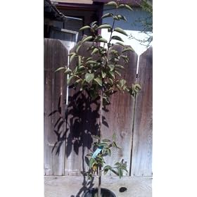 Maru Persimmon Tree Five Gallon Plant by 