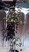 Maru Persimmon Tree Five Gallon Plant