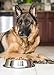 Dog Bowls 32 Ounce Stainless Steel Material – Set of 2 - These Dishes have Long Durability - with Rubber Base so the Bowls Shouldn’t Slide - with 2 Year Warranty