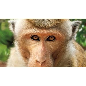 Au Royaume des Singes [Blu-ray]