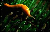 canvas Banana slug (Ariolimax columbianus) gastropod on fern leaf. in size: 30 x 20 cm by R. East...