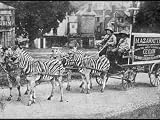 The Mazawattee Tea Zebra Cart Premium Photographic Poster Print, 12x16 The Mazawattee Tea Zebra Cart Premium Photographic Poster Print, 12x16