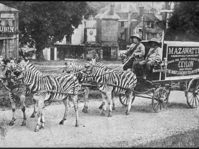 The Mazawattee Tea Zebra Cart Premium Photographic Poster Print, 12x16