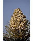 Photographic Prints of Joshua Tree (Yucca brevifolia) blossom, Joshua Tree National Park, California, from Robert Harding