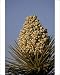 Photographic Prints of Joshua Tree (Yucca brevifolia) blossom, Joshua Tree National Park, California, from Robert Harding