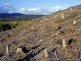 Area of Deforestation, Near Aviemore, Highlands, Scotland, United Kingdom Photographic Poster Print by Roy Rainford, 12x16