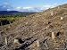 Area of Deforestation, Near Aviemore, Highlands, Scotland, United Kingdom Photographi...