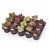 多肉植物紅葉5品種15株セット（7.5cmポット）[色も形もバリエーション豊富]
