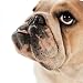Greetings Card - Kylie the Bulldog