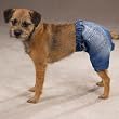 XX-LARGE - Denim Dog Shorts