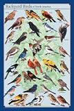 BACKYARD BIRDS - 24x36 - ART PRINT / POSTER