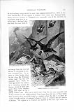 Natural History 1895 Condors Guanaco Vultures Birds