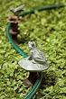 Frog on Mushroom Hose Guard