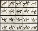 A horse jumping a fence, by Eadweard Muybridge (Print On Demand)