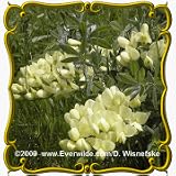 1 Oz Cream Wild Indigo (Baptisia leucophaea) Bulk Wildflower Seeds