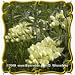 1 Oz Cream Wild Indigo (Baptisia leucophaea) Bulk Wildflower Seeds