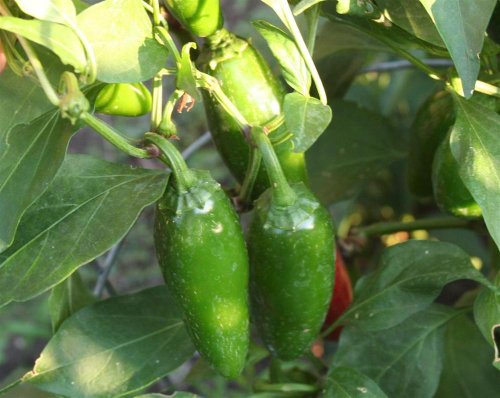 Compadre Jalapeno Pepper 4 Plants - 2 Compadre Jalapeno Pepper 4 Plants - 2