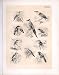 Bee Eater Todi Kingfisher Trogon 1878 Jasper Birds