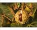 Photographic Prints of Horse-chestnut - Nut, autumn from Ardea Wildlife Pets