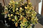 Buxus Microphylla Morris Midget - Japanese Boxwood Shrub - Pot Size 4 Inch