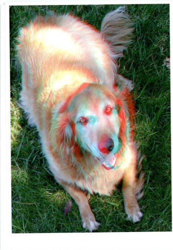 Golden Retriever - 3D Phantogram GREETING CARD with 3D glasses - Image Pops Up from the Card - Unique 3D