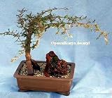 Rare Madagascar Jabily 10 Seeds -BONSAI- Operculicarya