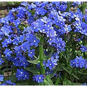 blue forget me not flowers for shade