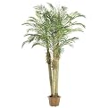 Robellini Palm Tree in Pot - 8'