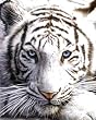 (16x20) White Tiger POSTER siberian safari wild animal cute