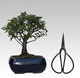 51CiLR1 FSL. SL160  Broom Chinese Elm Bonsai Tree and Scissors