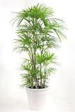 【白陶器鉢カバー付】棕櫚竹(シュロチク) 10号鉢