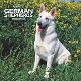White German Shepherds 2008 Wall Calendar