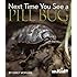 Next Time You See a Pill Bug