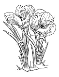 2.25 inch (58mm) Round Badge Style Fridge Magnet Line Drawing Crocus