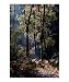 Redwood trees,forest & sunlight 2 Scenic Photographic Poster Print by dane lobb, 16x20